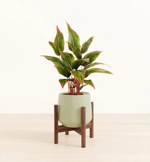 Aglaonema Siam Aurora