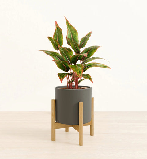 Aglaonema Siam Aurora