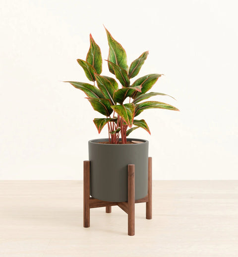 Aglaonema Siam Aurora
