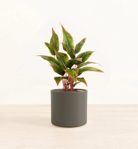 Aglaonema Siam Aurora