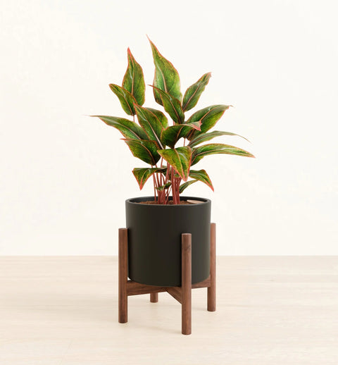 Aglaonema Siam Aurora