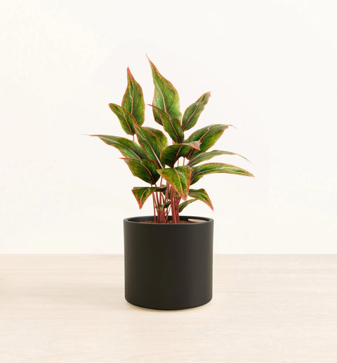 Aglaonema Siam Aurora