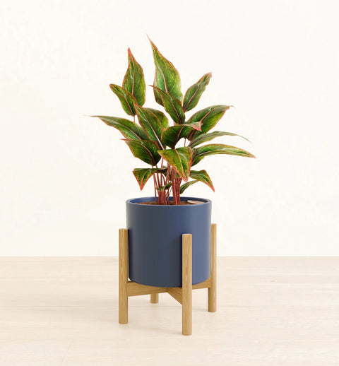 Aglaonema Siam Aurora