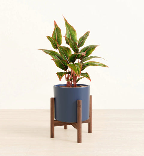 Aglaonema Siam Aurora