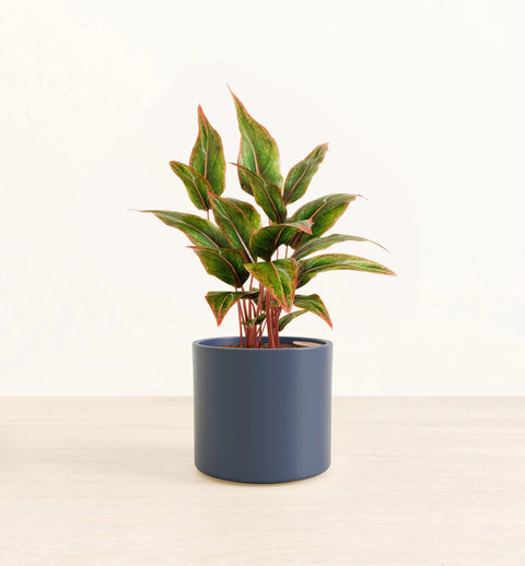 Aglaonema Siam Aurora