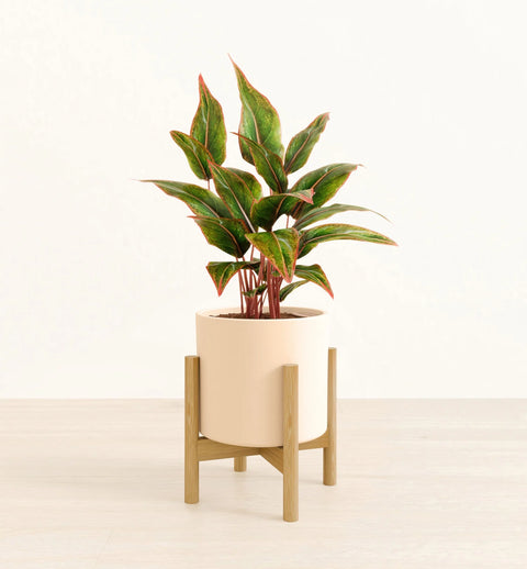 Aglaonema Siam Aurora