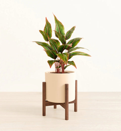 Aglaonema Siam Aurora
