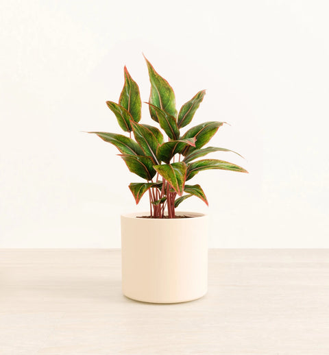 Aglaonema Siam Aurora