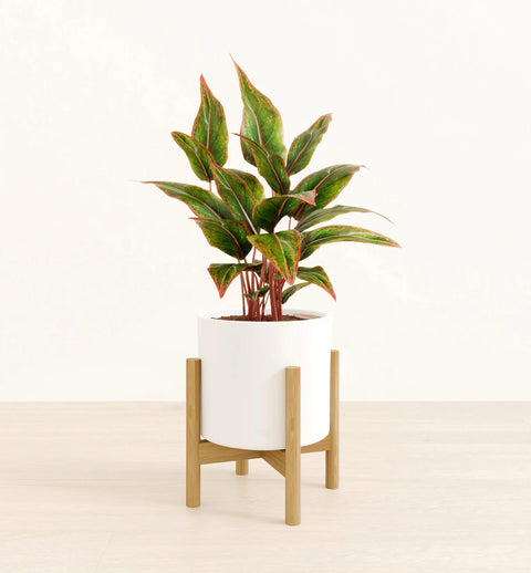 Aglaonema Siam Aurora