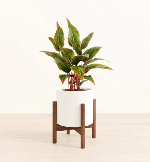 Aglaonema Siam Aurora