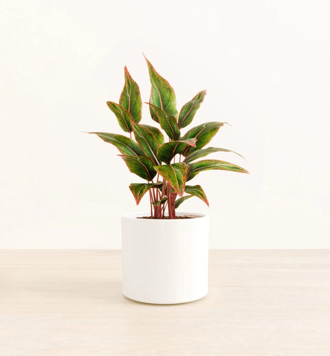 Aglaonema Siam Aurora