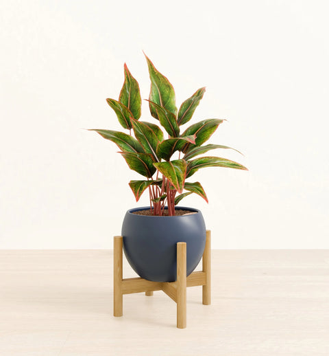Aglaonema Siam Aurora