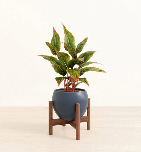 Aglaonema Siam Aurora
