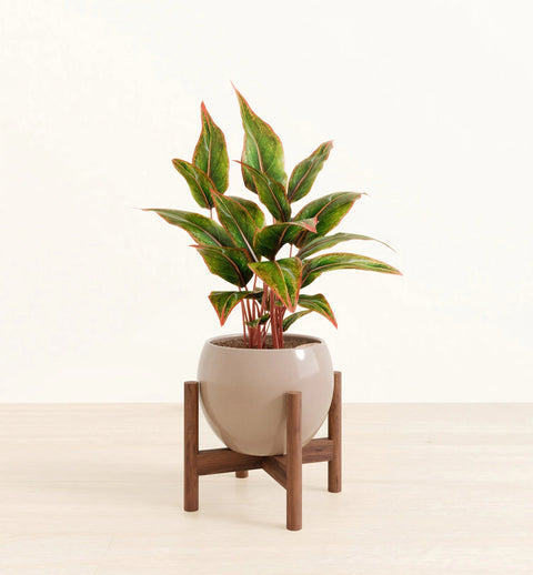 Aglaonema Siam Aurora