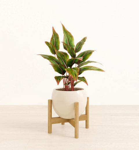 Aglaonema Siam Aurora