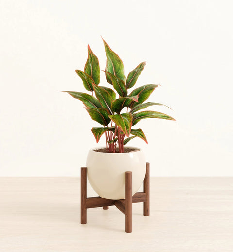 Aglaonema Siam Aurora