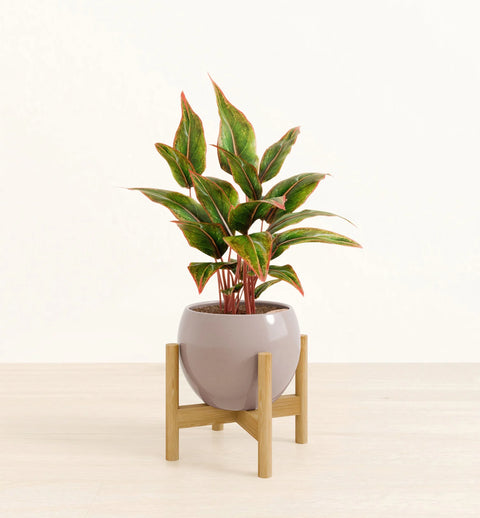 Aglaonema Siam Aurora
