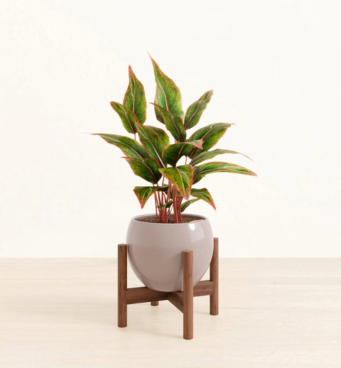 Aglaonema Siam Aurora