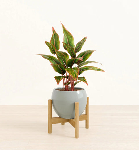 Aglaonema Siam Aurora