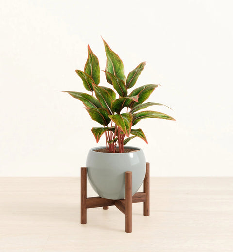 Aglaonema Siam Aurora
