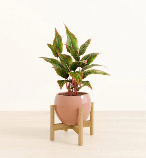 Aglaonema Siam Aurora