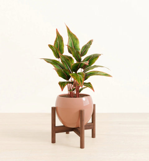 Aglaonema Siam Aurora