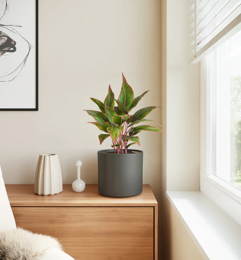Aglaonema Siam Aurora