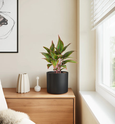 Aglaonema Siam Aurora
