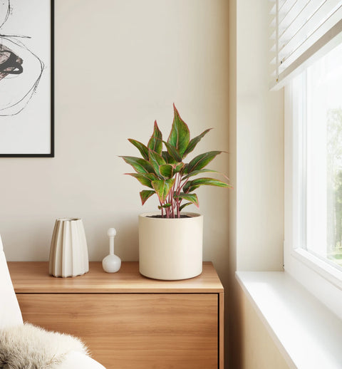 Aglaonema Siam Aurora