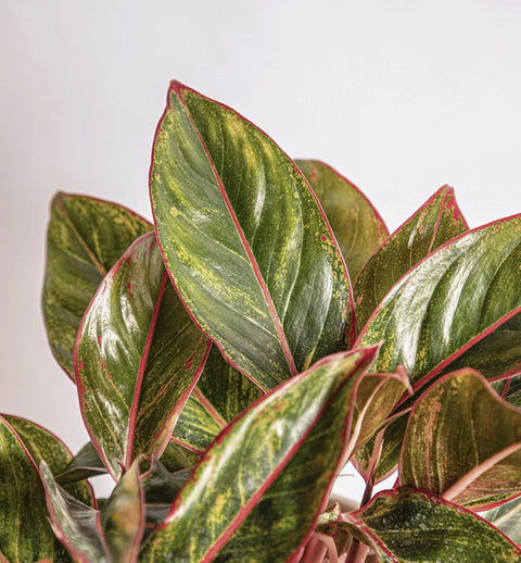 Aglaonema Siam Aurora