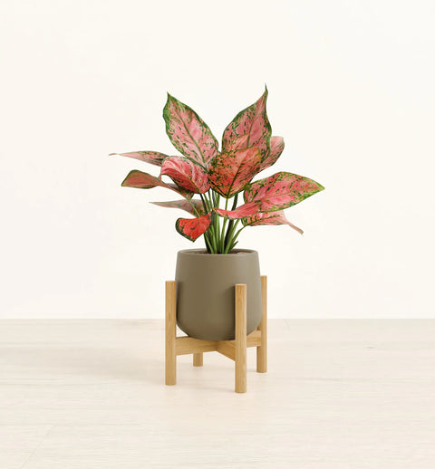 Aglaonema Pink Beauty