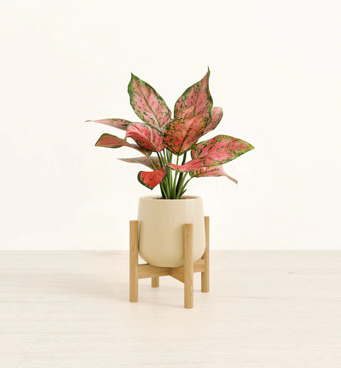 Aglaonema Pink Beauty