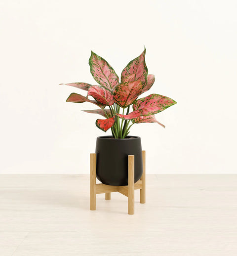 Aglaonema Pink Beauty