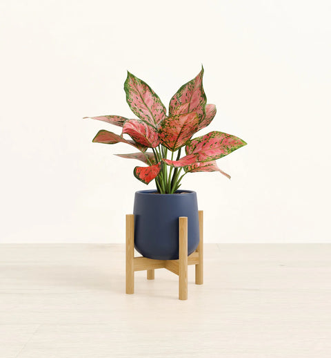 Aglaonema Pink Beauty