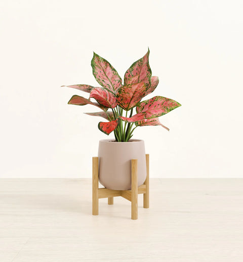 Aglaonema Pink Beauty