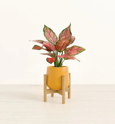 Aglaonema Pink Beauty