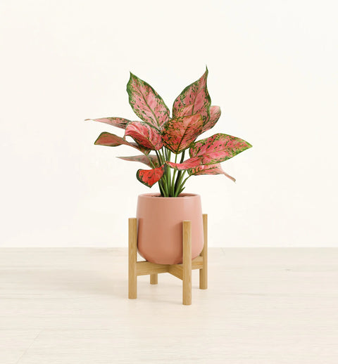 Aglaonema Pink Beauty