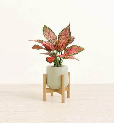 Aglaonema Pink Beauty