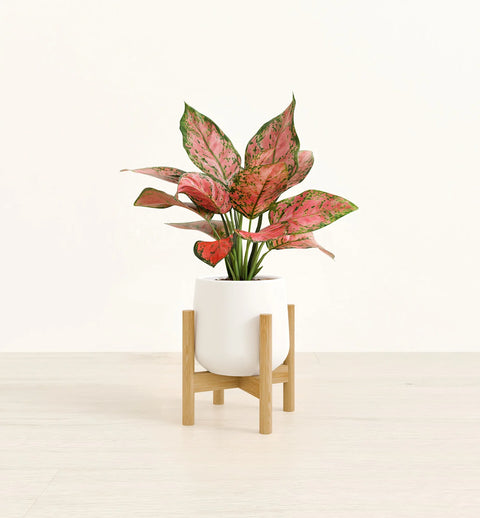 Aglaonema Pink Beauty