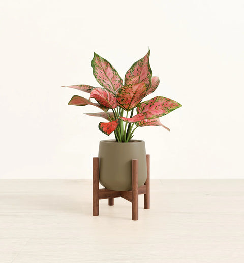 Aglaonema Pink Beauty