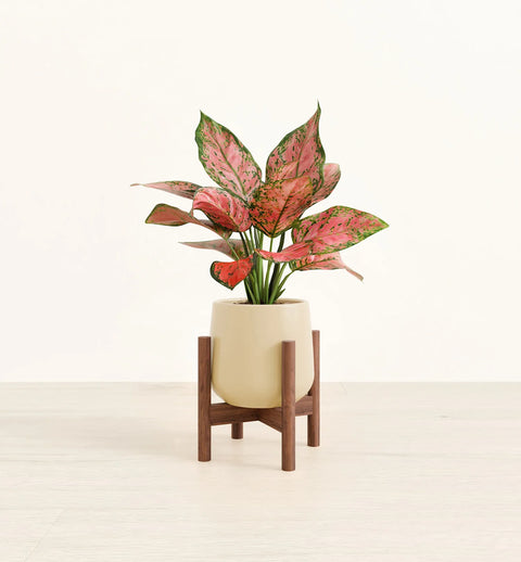 Aglaonema Pink Beauty