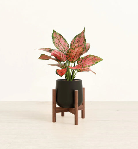 Aglaonema Pink Beauty