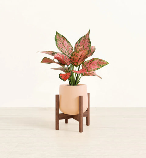 Aglaonema Pink Beauty