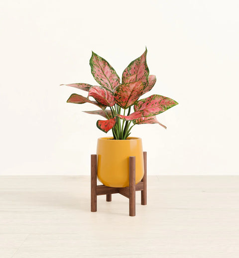 Aglaonema Pink Beauty
