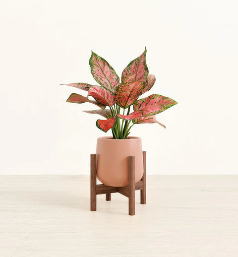 Aglaonema Pink Beauty