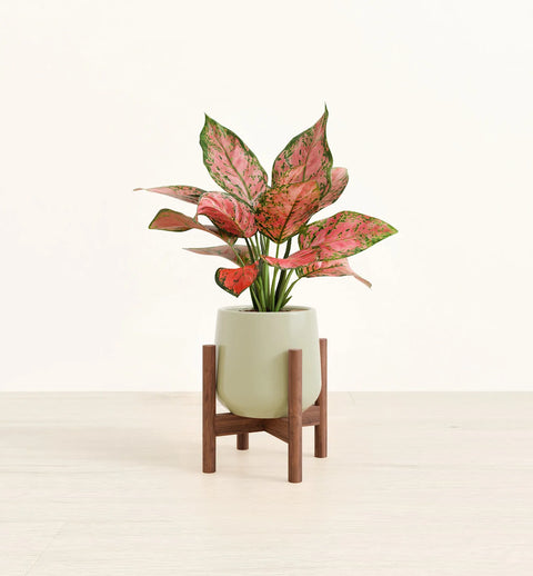 Aglaonema Pink Beauty
