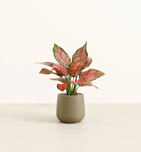 Aglaonema Pink Beauty