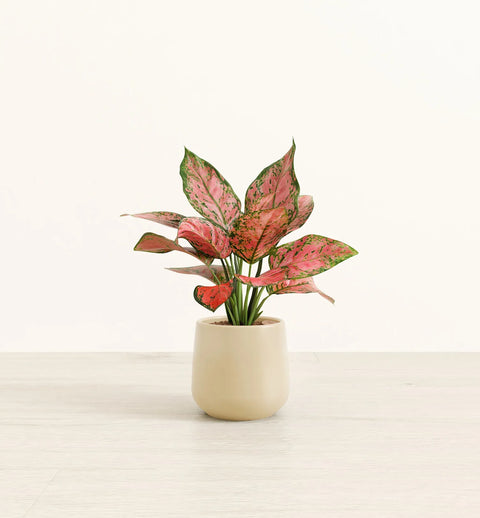 Aglaonema Pink Beauty