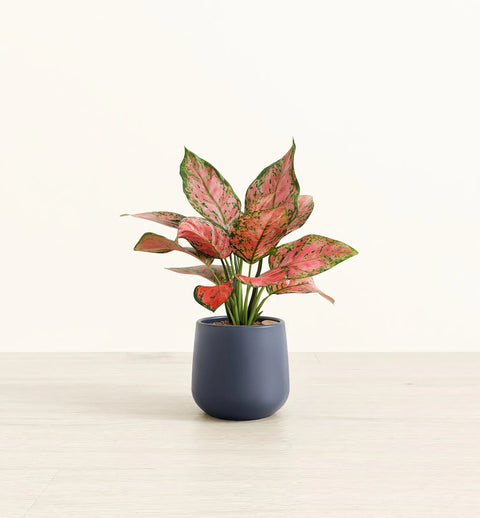 Aglaonema Pink Beauty