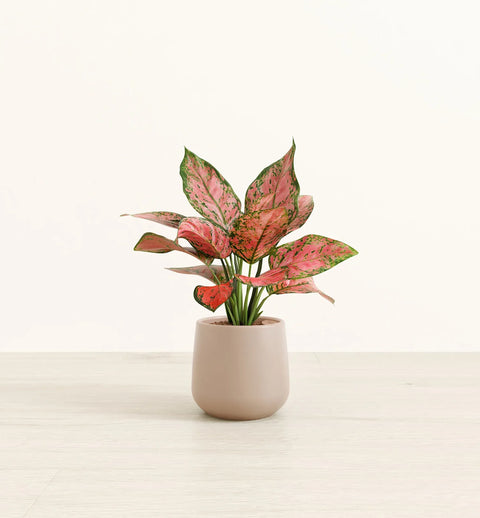 Aglaonema Pink Beauty